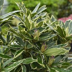 Pěnišník 'Variegatum' - Rhododendron (T) 'Variegatum'