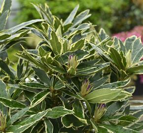 Pěnišník 'Variegatum' - Rhododendron (T) 'Variegatum'