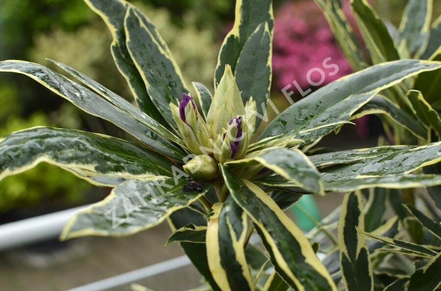 Pěnišník 'Variegatum' - Rhododendron (T) 'Variegatum'