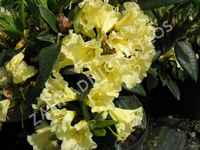 Pěnišník 'Saffrano' - Rhododendron (T) 'Saffrano'