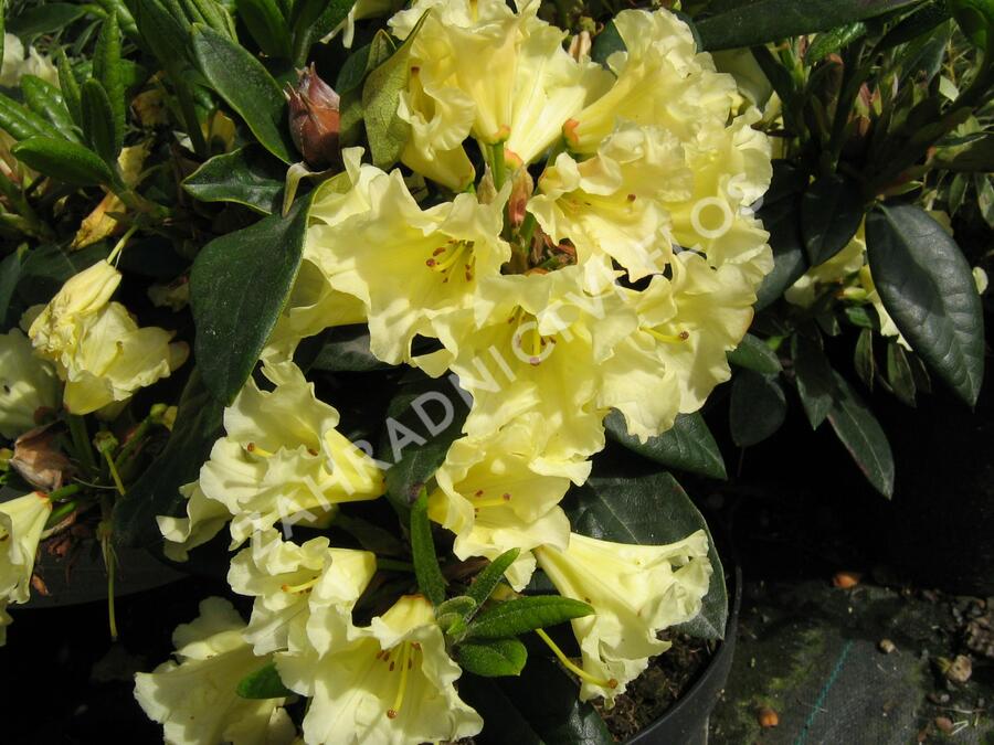 Pěnišník 'Saffrano' - Rhododendron (T) 'Saffrano'