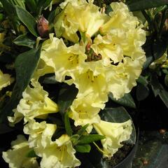 Pěnišník 'Saffrano' - Rhododendron (T) 'Saffrano'