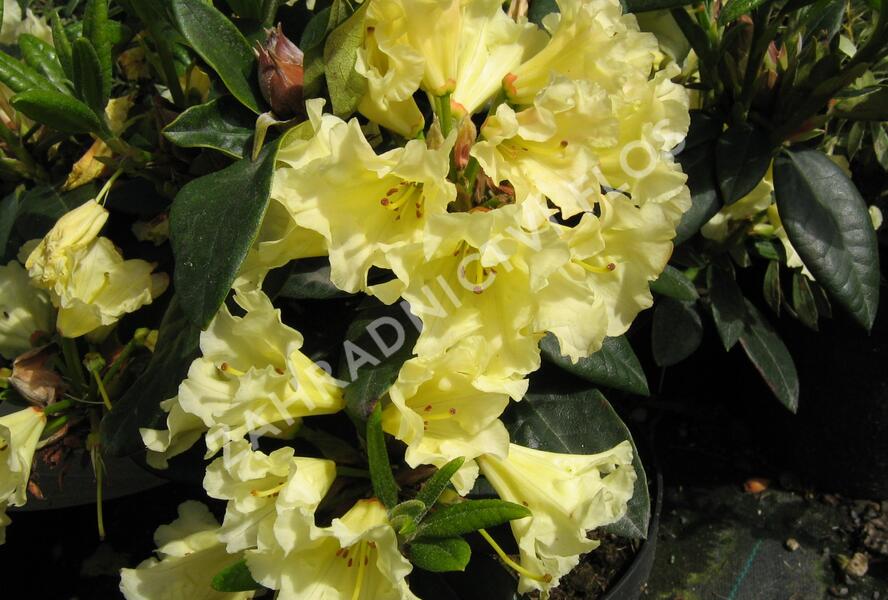 Pěnišník 'Saffrano' - Rhododendron (T) 'Saffrano'