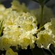 Pěnišník 'Saffrano' - Rhododendron (T) 'Saffrano'