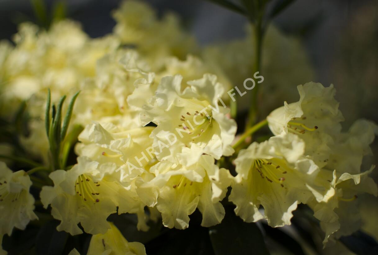 Pěnišník 'Saffrano' - Rhododendron (T) 'Saffrano'
