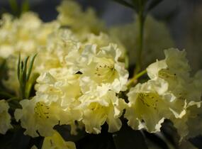 Pěnišník 'Saffrano' - Rhododendron (T) 'Saffrano'
