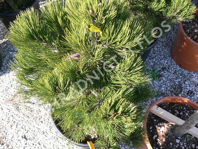 Borovice bělokorá 'Compact Gem' - Pinus heldreichii 'Compact Gem'