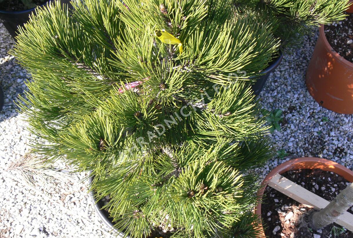 Borovice bělokorá 'Compact Gem' - Pinus heldreichii 'Compact Gem'