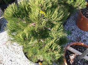 Borovice bělokorá 'Compact Gem' - Pinus heldreichii 'Compact Gem'