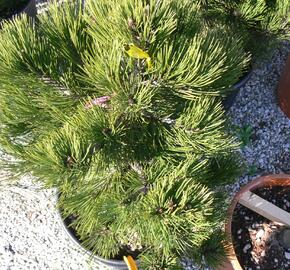 Borovice bělokorá 'Compact Gem' - Pinus heldreichii 'Compact Gem'