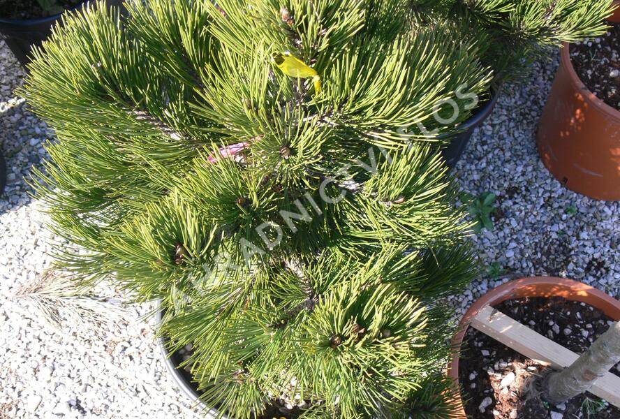 Borovice bělokorá 'Compact Gem' - Pinus heldreichii 'Compact Gem'