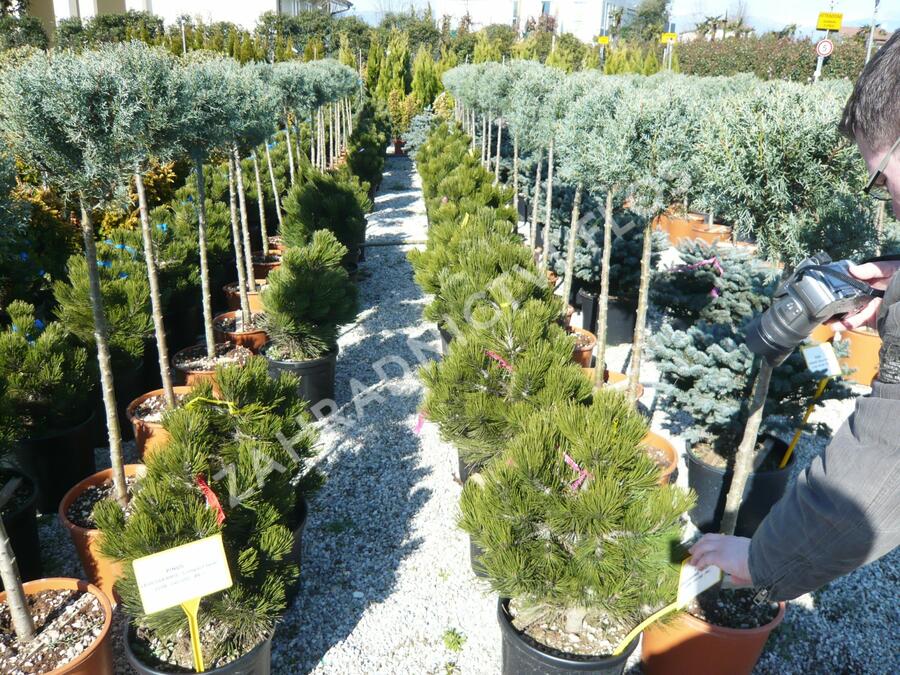 Borovice bělokorá 'Compact Gem' - Pinus heldreichii 'Compact Gem'