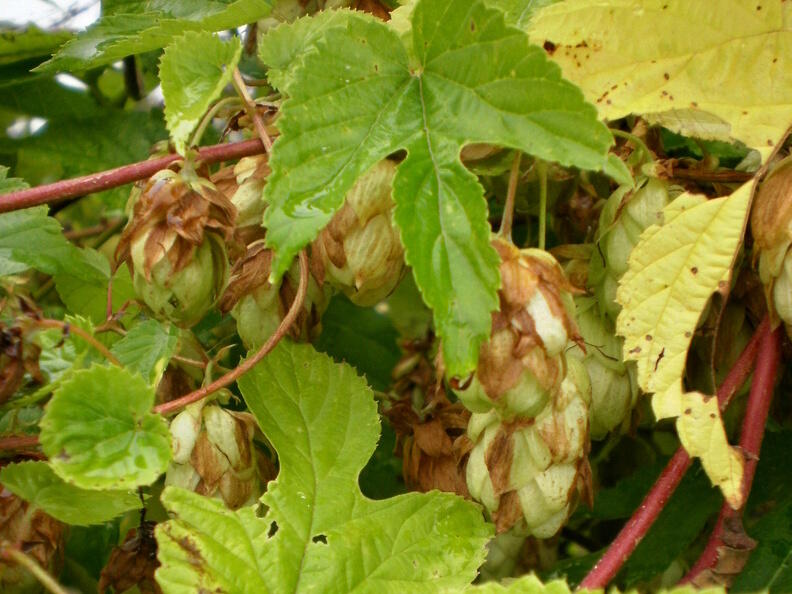 Chmel otáčivý 'Aureus' - Humulus lupulus 'Aureus'