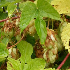 Chmel otáčivý 'Aureus' - Humulus lupulus 'Aureus'