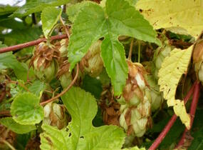 Chmel otáčivý 'Aureus' - Humulus lupulus 'Aureus'
