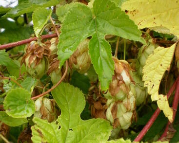 Chmel otáčivý 'Aureus'