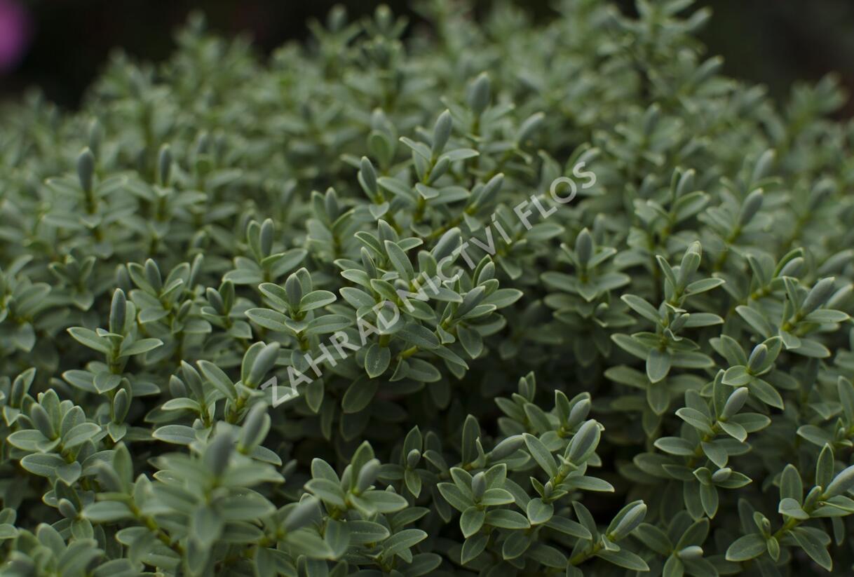 Hebe topiaria - Hebe topiaria