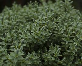 Hebe topiaria