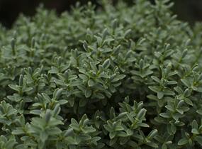 Hebe topiaria - Hebe topiaria