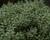 Hebe topiaria