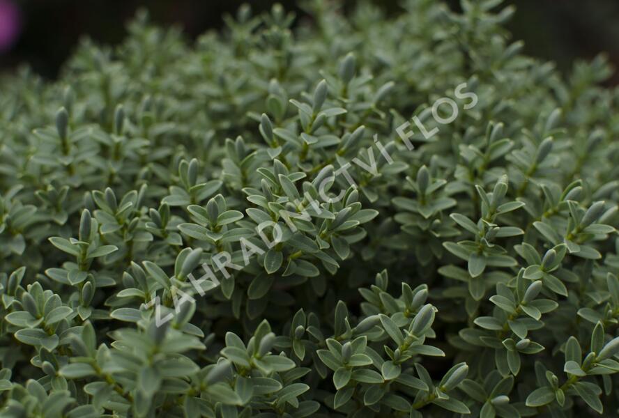 Hebe topiaria - Hebe topiaria