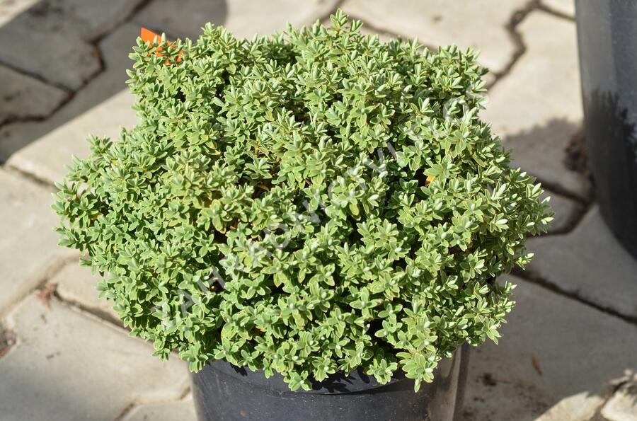 Hebe topiaria - Hebe topiaria