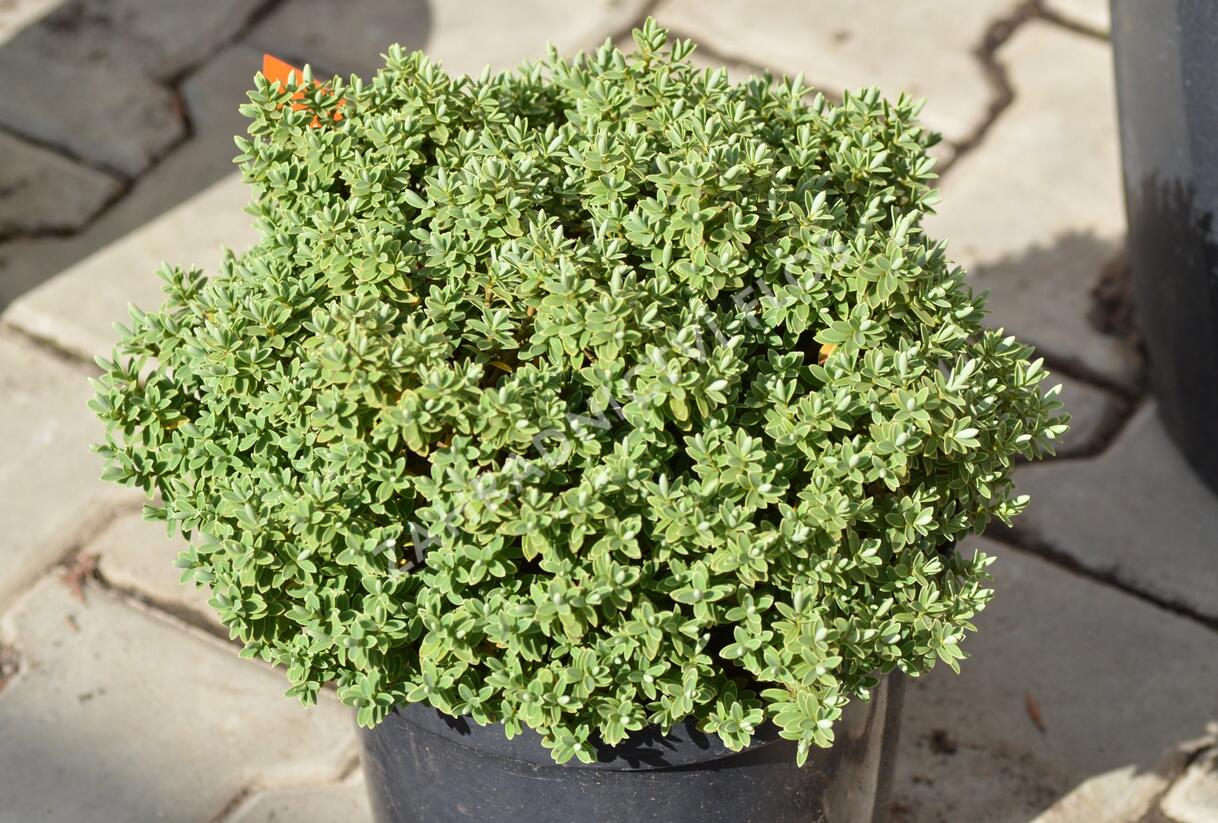 Hebe topiaria - Hebe topiaria