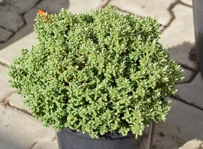 Hebe topiaria - Hebe topiaria