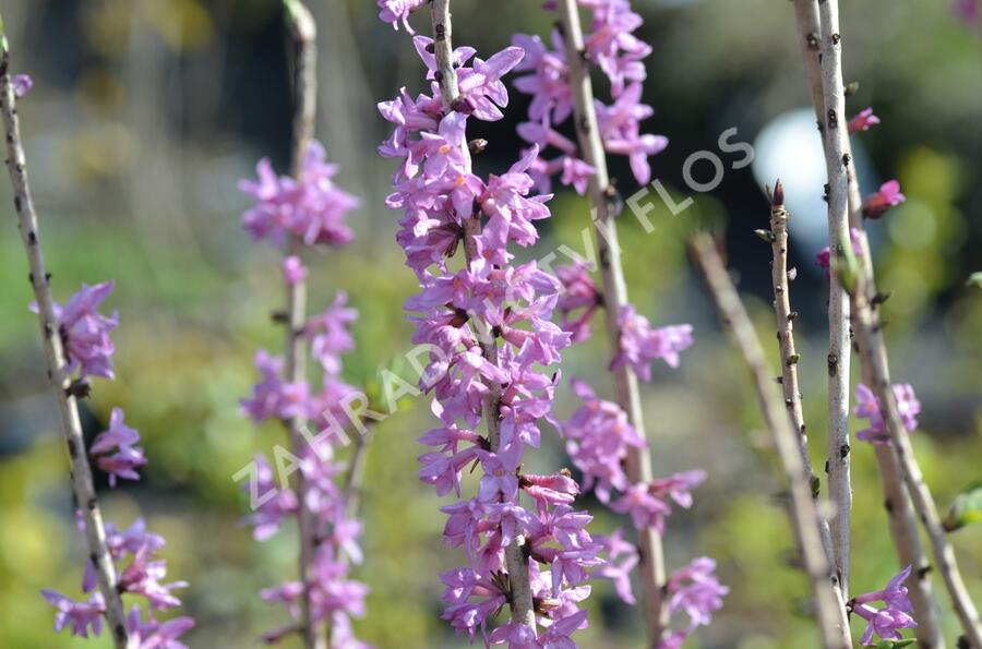 Lýkovec jedovatý 'Rubra' - Daphne mezereum 'Rubra'