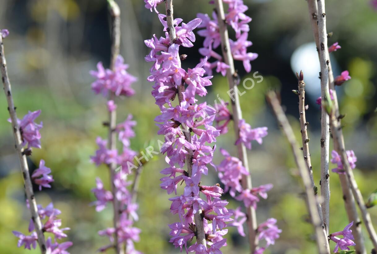 Lýkovec jedovatý 'Rubra' - Daphne mezereum 'Rubra'
