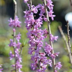 Lýkovec jedovatý 'Rubra' - Daphne mezereum 'Rubra'