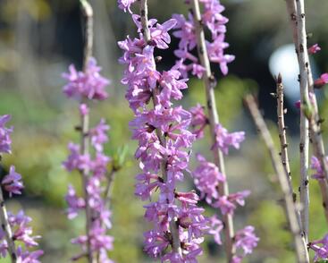 Lýkovec jedovatý 'Rubra'