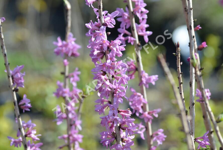 Lýkovec jedovatý 'Rubra' - Daphne mezereum 'Rubra'
