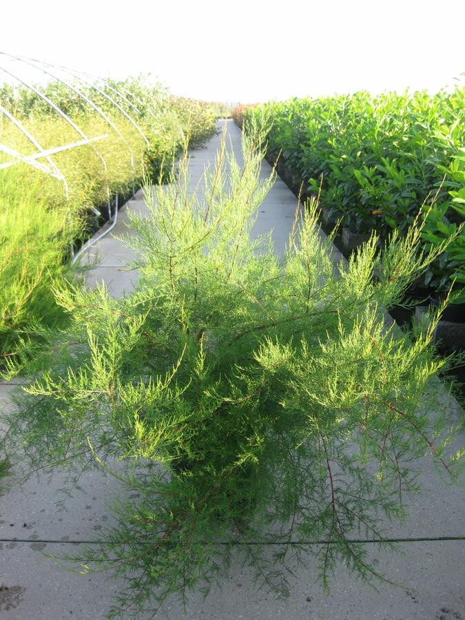 Tamaryšek malokvětý - Tamarix parviflora