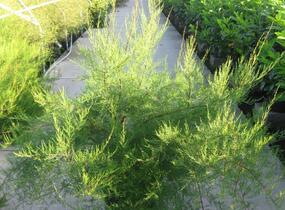 Tamaryšek malokvětý - Tamarix parviflora