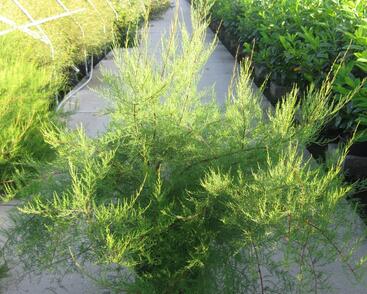 Tamaryšek malokvětý