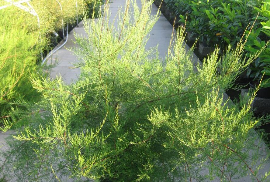 Tamaryšek malokvětý - Tamarix parviflora