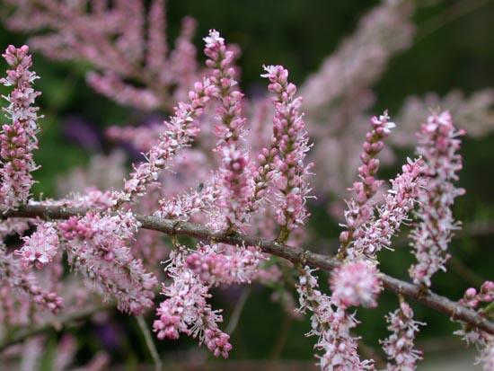 Tamaryšek malokvětý - Tamarix parviflora