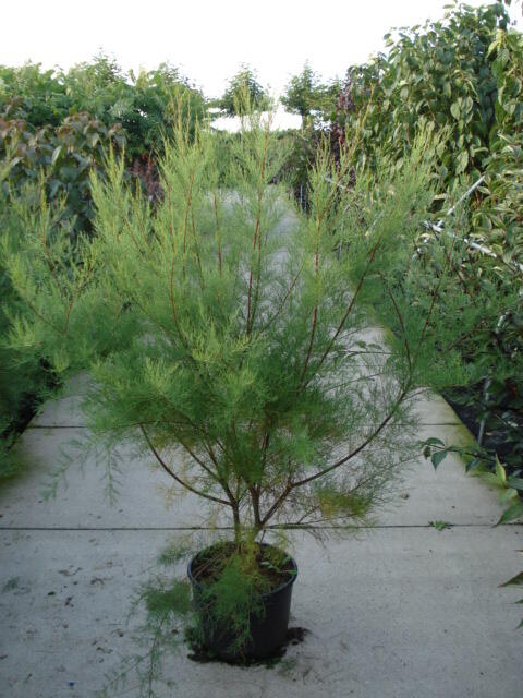 Tamaryšek malokvětý - Tamarix parviflora