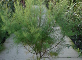 Tamaryšek malokvětý - Tamarix parviflora