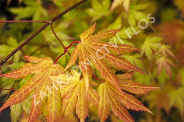 Javor shirasawanský 'Autumn Moon' - Acer shirasawanum 'Autumn Moon'