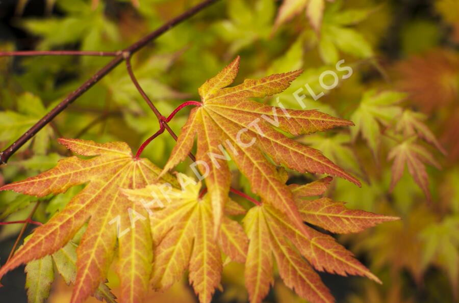 Javor shirasawanský 'Autumn Moon' - Acer shirasawanum 'Autumn Moon'