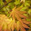 Javor shirasawanský 'Autumn Moon' - Acer shirasawanum 'Autumn Moon'