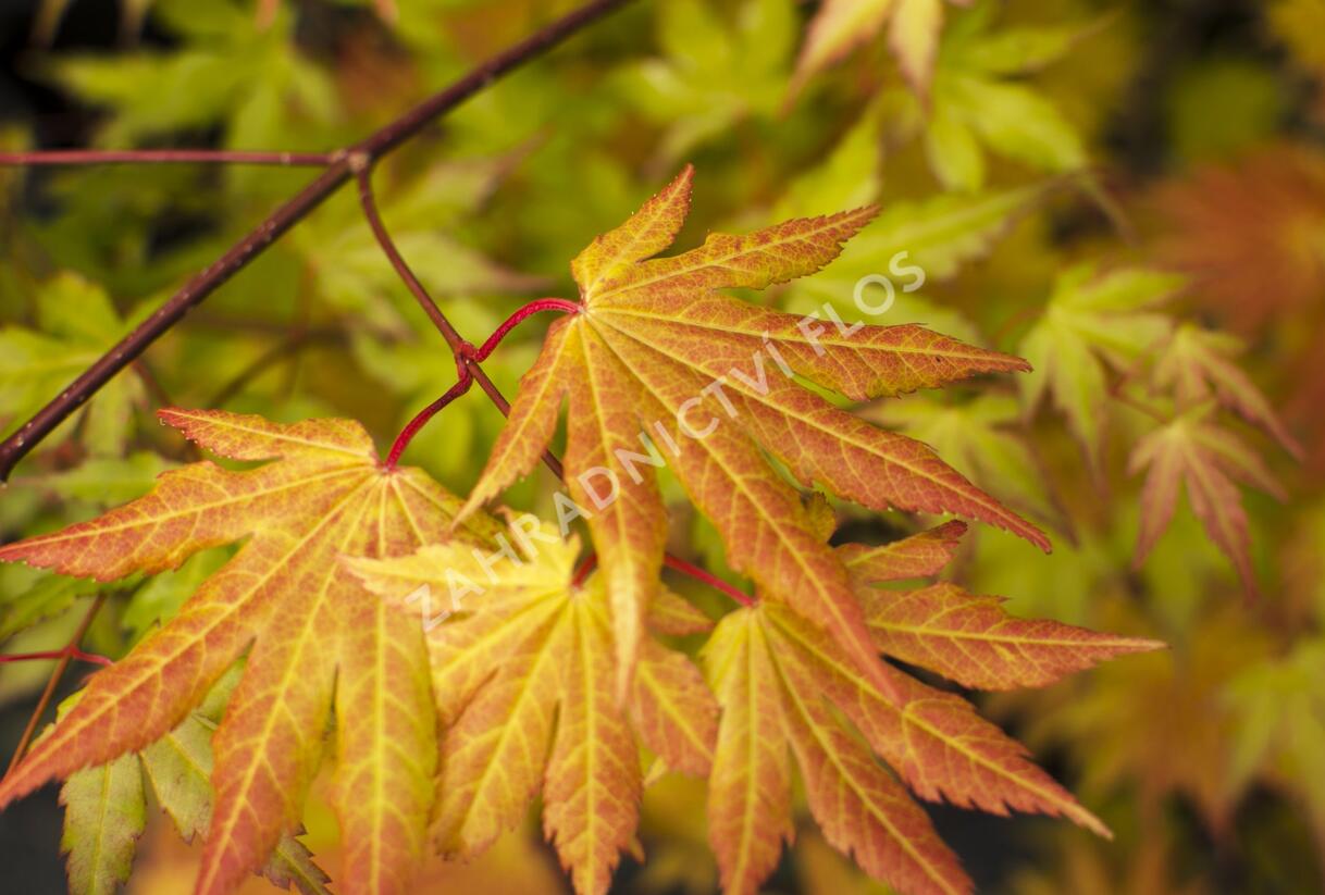 Javor shirasawanský 'Autumn Moon' - Acer shirasawanum 'Autumn Moon'