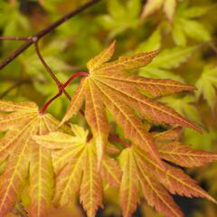 Javor shirasawanský 'Autumn Moon' - Acer shirasawanum 'Autumn Moon'