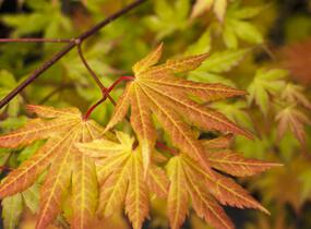 Javor shirasawanský 'Autumn Moon' - Acer shirasawanum 'Autumn Moon'