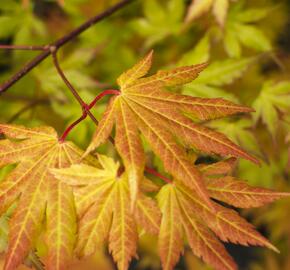 Javor shirasawanský 'Autumn Moon' - Acer shirasawanum 'Autumn Moon'