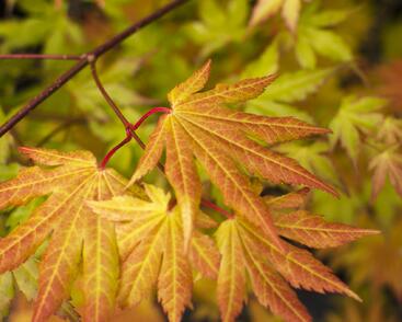 Javor shirasawanský 'Autumn Moon'