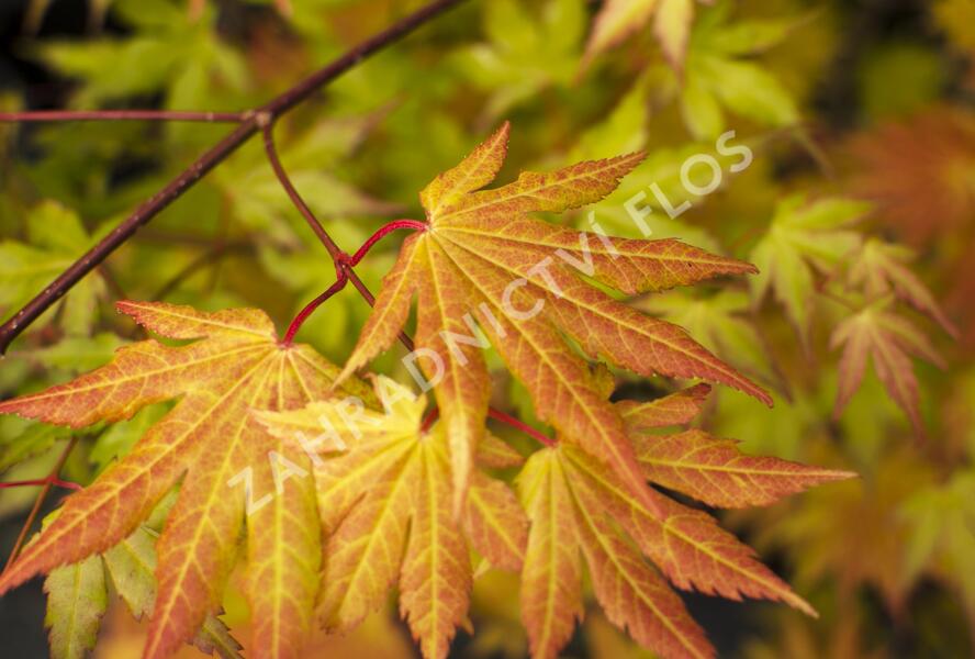 Javor shirasawanský 'Autumn Moon' - Acer shirasawanum 'Autumn Moon'