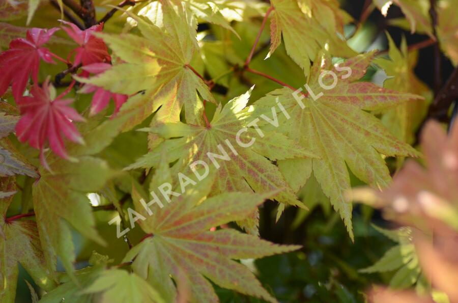 Javor shirasawanský 'Autumn Moon' - Acer shirasawanum 'Autumn Moon'